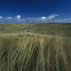 Dunes path near Zandvoort