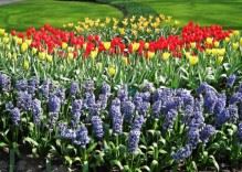 Coast, Flowers & Island Tour